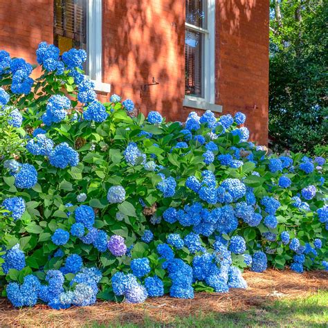 Nikko Blue Hydrangea Nikko Blue Hydrangea Shrubs For Sale | Garden