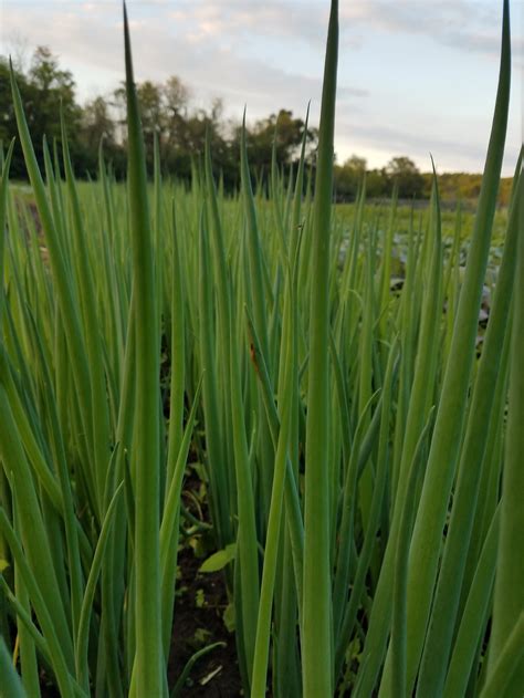 Scallions — Winterspring Farm