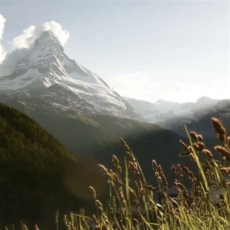 5 Regions to Experience Switzerland’s Alpine Flora