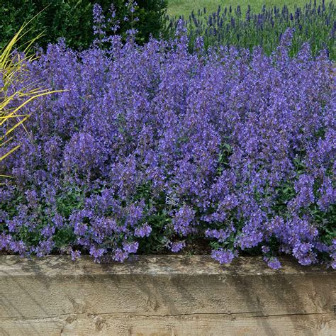 Nepeta 'Junior Walker' x 3 Garden Ready Plants | Buy Nepeta Plants ...