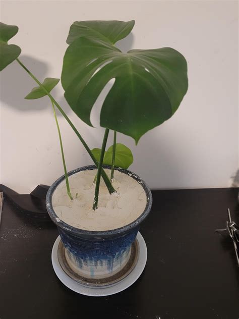 Diatomaceous Earth to destroy a gnat infestation! Victory is mine! : r ...