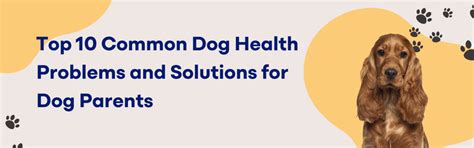 10 Common Dog Health Problems Every Pet Parent Should Know – K9 Vitality