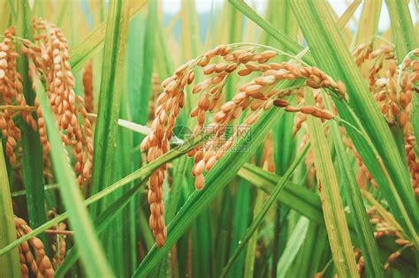 芒种时节丰收的水稻高清图片下载-正版图片500330594-摄图网
