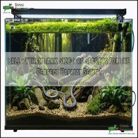 Image result for Ball Python Tank Requirements