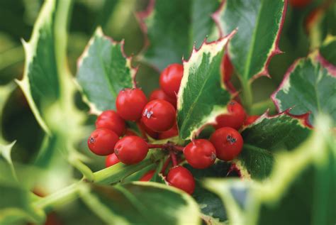 Holiday Plants With Holly Standard Holly Tree Gift Wrapped (2 Pack)