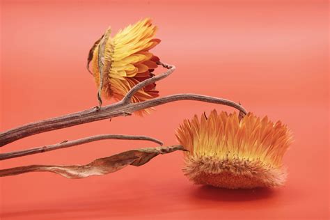 Image result for Composition of Flowers Tutorial