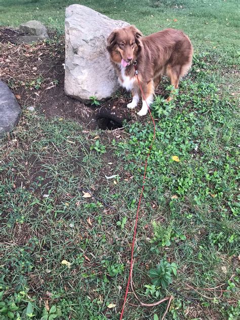My mom's wigglebutt exploring the groundhog holes. : r/WiggleButts