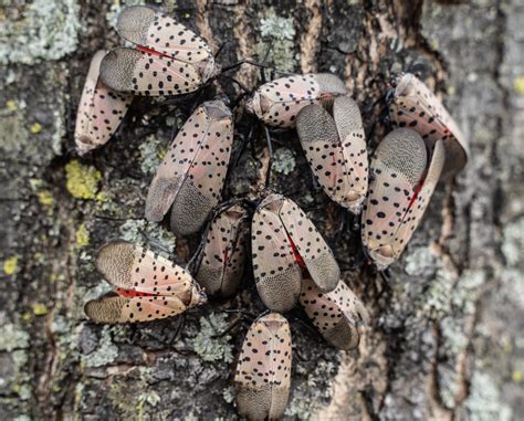 Spotted lanternfly control and treatment - Tree Topics