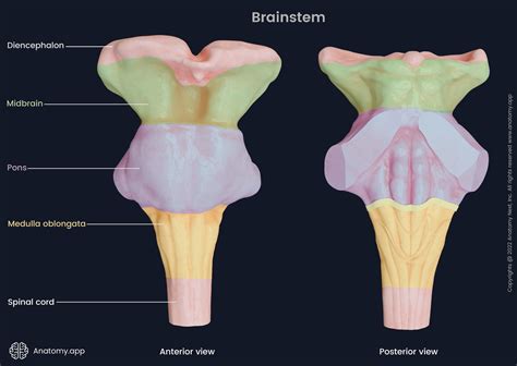 Brainstem | Anatomy.app