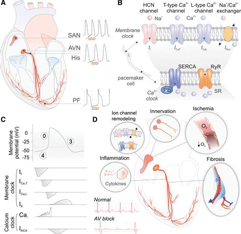 Biological Pacemakers: Present and Future | Circulation Research