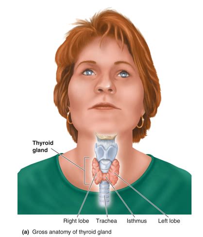 Image result for Thyroid Function Algorithm