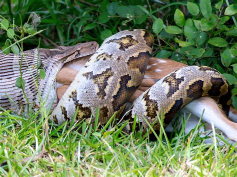 Image result for Python Eats Zebra