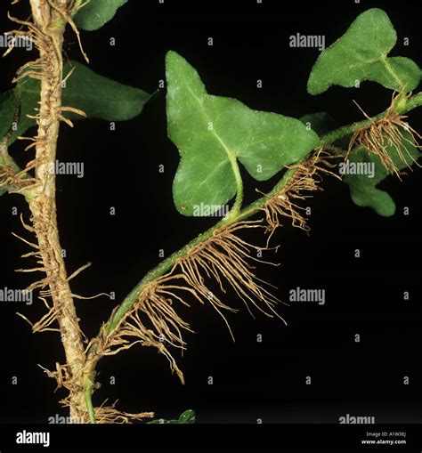 What Are Adventitious Roots Worldatlascom