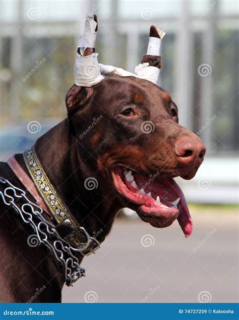 Doberman Uncropped Ears