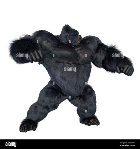 Silverback Gorilla Attacks