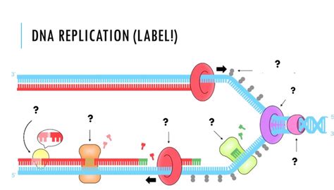 Cell DNA Replication 的图像结果