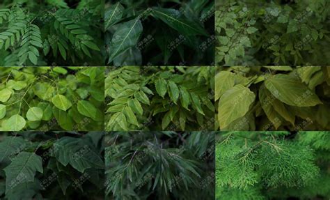 高品质材质贴图树叶植物贴图合集下载 C4D在线