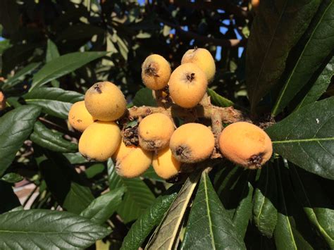 Fruit Plant Loquat at Sebastian Belbin blog