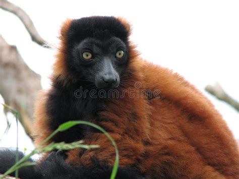 Image result for Red Thread Monkey