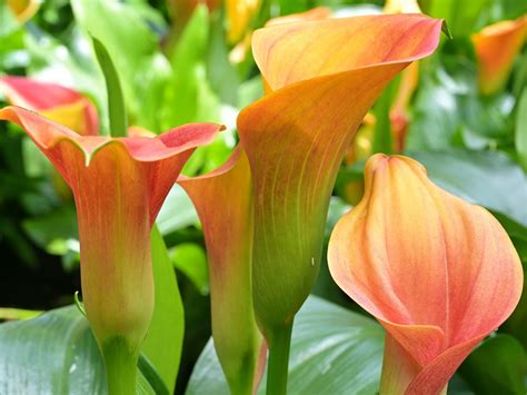 Plant Now: Summer Blooming Bulbs – Merrifield Garden Center