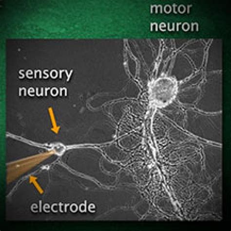 Image result for Neuron Animation