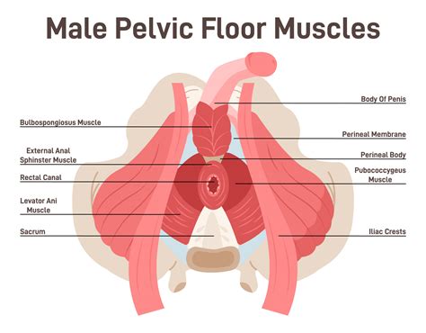 Pelvic Floor Trigger Points Symptoms | Viewfloor.co
