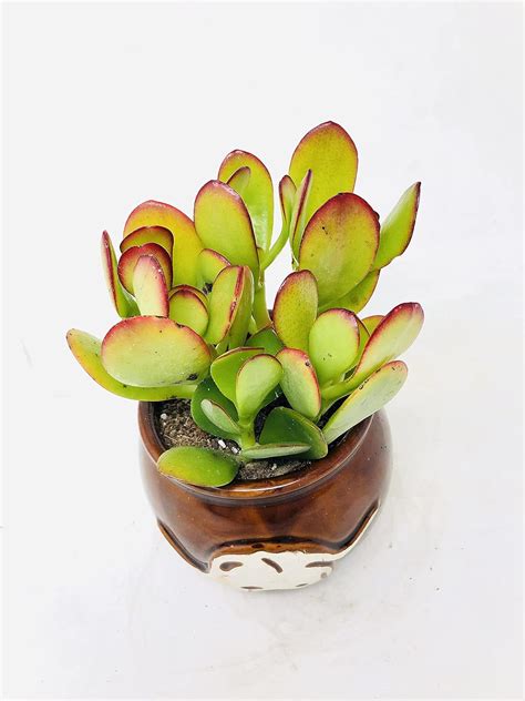 Buy Sunset Jade Plant 'Crassula' in Native Elephant Round Vase - Easy ...