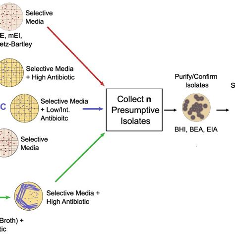 Image result for Enterococcus Chlorination