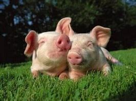 保育——猪每天应该吃多少？_保育猪_技术_猪e网