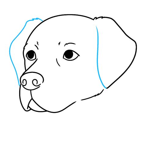 Image result for How to Draw a Labrador Step by Step