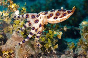 Image result for Animal Fact Files Blue-Ringed Octopus
