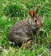 Image result for What Milk to Feed Baby Rabbits