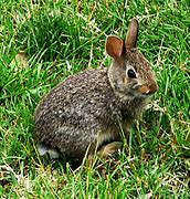Image result for Feeding Baby Rabbits Wild