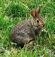 Image result for Baby Rabbits Pets