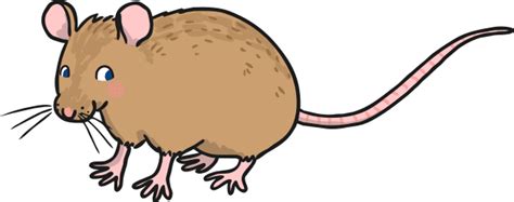 Les animaux du zodiaque chinois | L’année du dragon | Twinkl