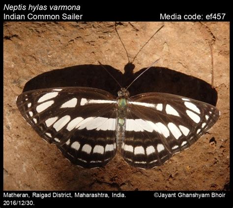 Neptis hylas | Butterfly