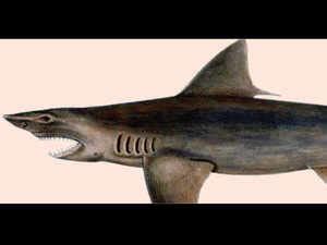 endangered species: Here are some of the most endangered species in ...