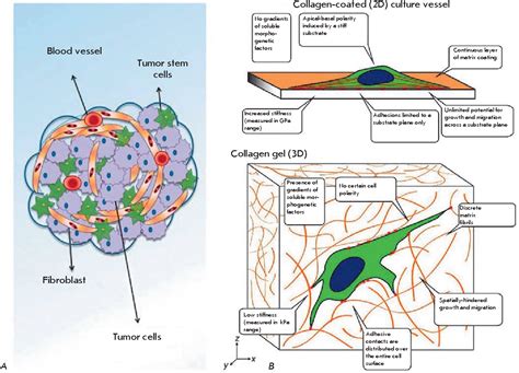Image result for Tissue Engineering Bioreactor