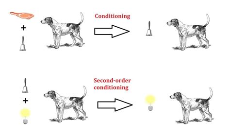 Image result for Second Order Pavlovian Conditioning Examples