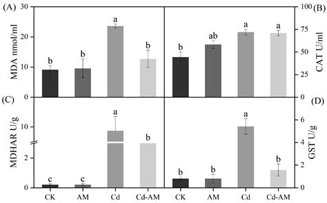 Effects of Arbuscular Mycorrhizal Fungi on Alleviating Cadmium Stress ...