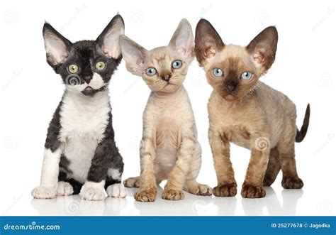 Devon-Rex Kitten Group on White Background Stock Photo - Image of ...