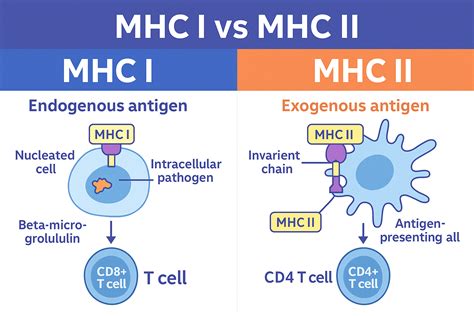 🧠 MHC I vs MHC II for USMLE Step 1: Antigen Presentation, T-Cell Types ...