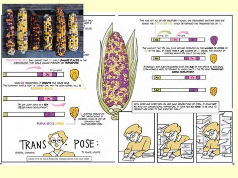Difference Between Genetics or Inheritance 的图像结果
