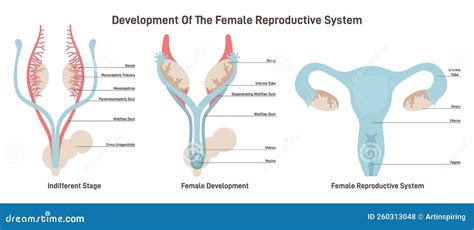 Image result for Developing Female
