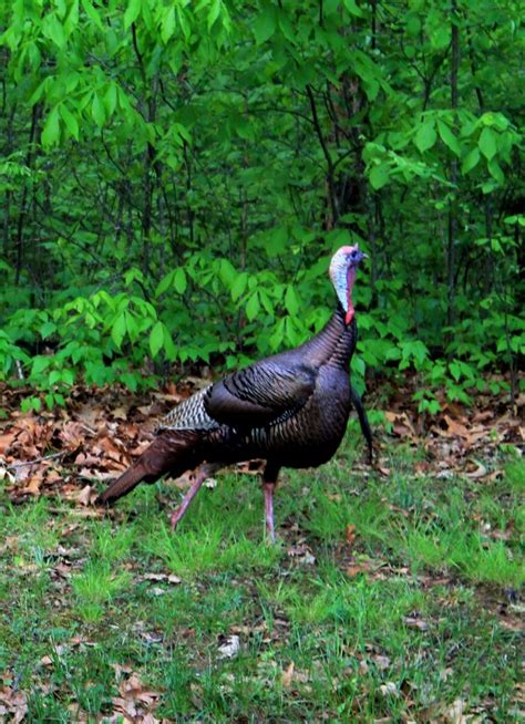 Turkey Hunting Tips 的图像结果