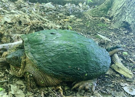 Image result for Canadian Snapper