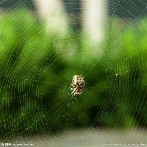 数学科普阅读：《蜘蛛网中的数学秘密》_腾讯新闻