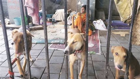 Petition · Strict laws against animal cruelty & abuse · Change.org