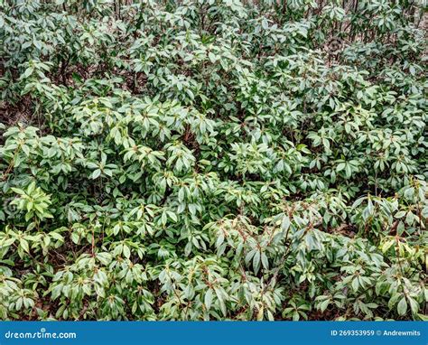 Mountain Laurel Plants on Hillside Stock Image - Image of latifolia ...