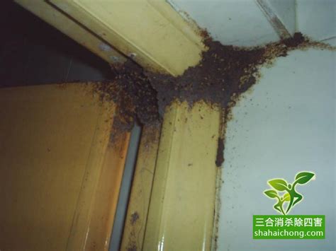 实木地板防止白蚁危害 需做到“未雨绸缪”_白蚁防治_除四害消杀灭虫网
